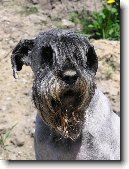 Kn�ra� st�edn�