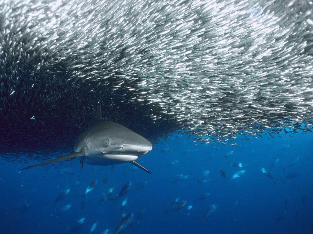 Foto: Grey Reef Shark, Solomon Islands