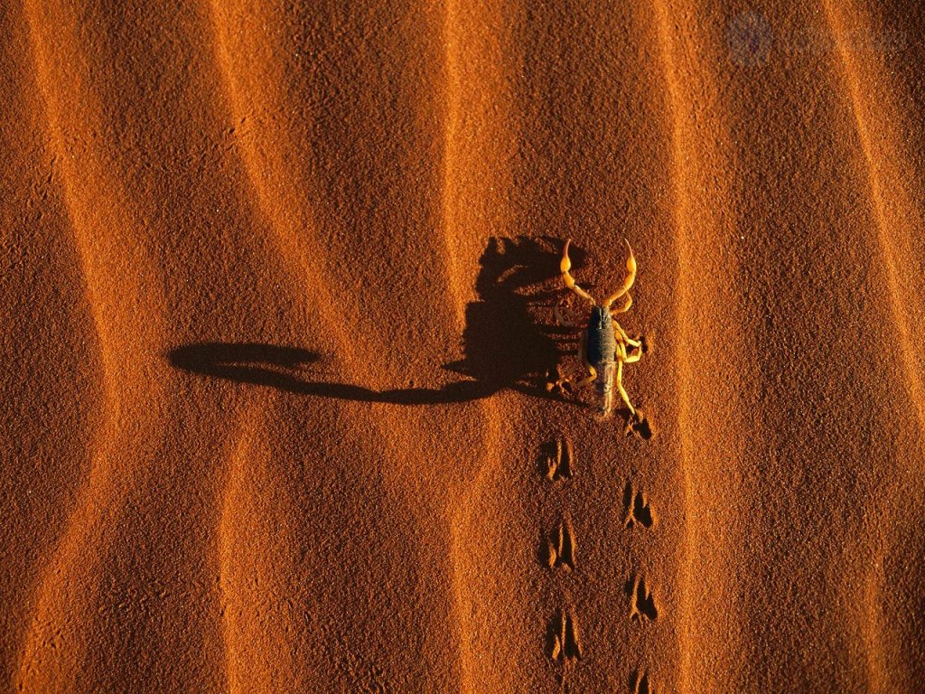 Foto: Shadow Casting Scorpion, Namib Naukluft National Park, Namibia