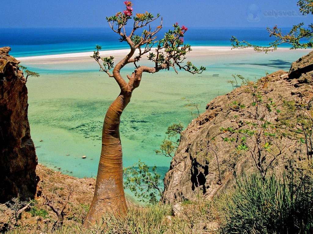Foto: Bottle Tree, Qalansia Beach And Lagoon, Socotra Island, Yemen