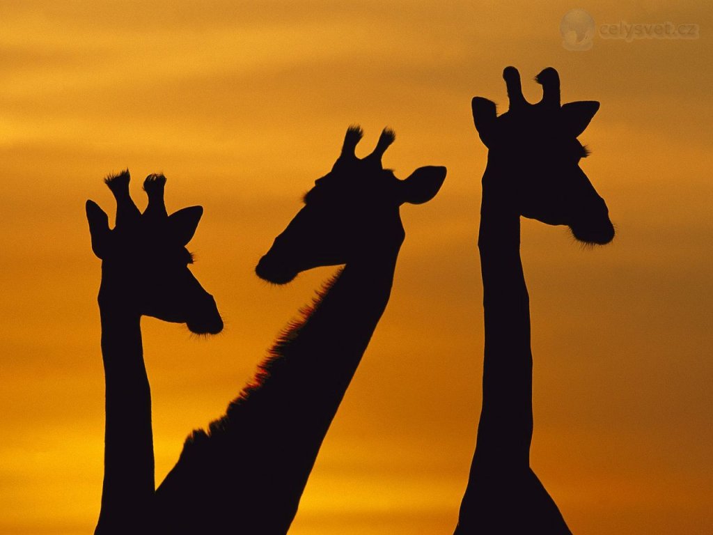 Foto: Giraffe Trio At Dawn, Chobe National Park, Botswana