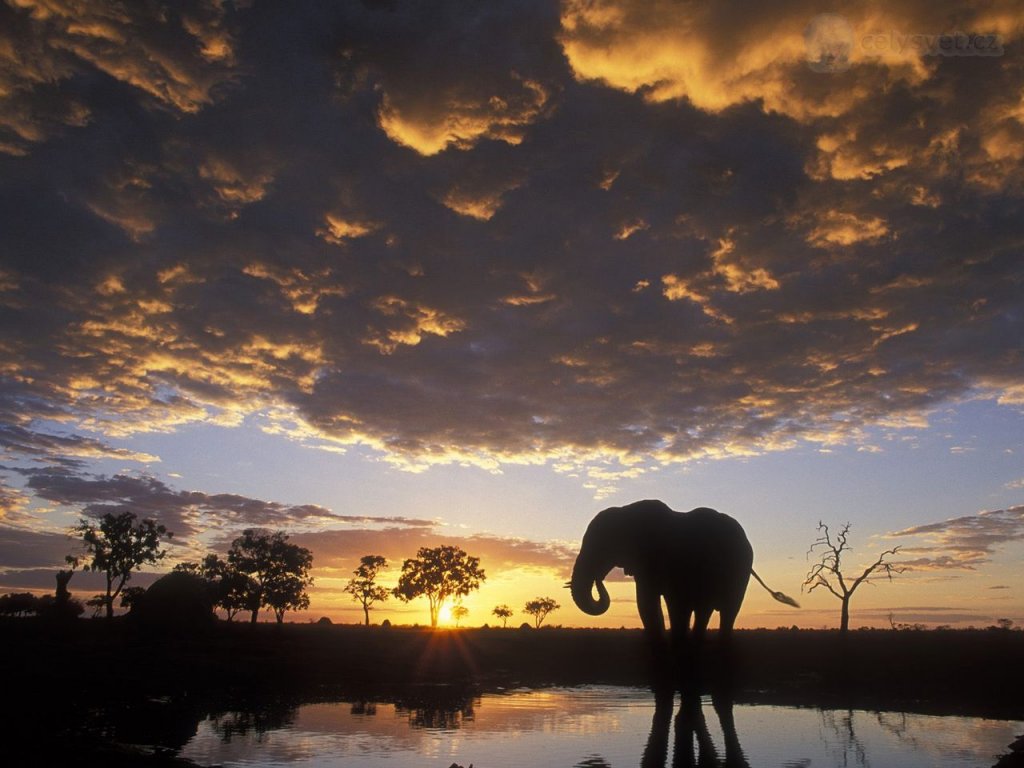Foto: Elephant Silhouetted At Sunset, Chobe National Park, Botswana