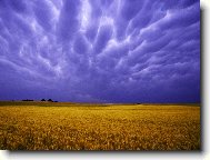 Tapety na plochu: 2599