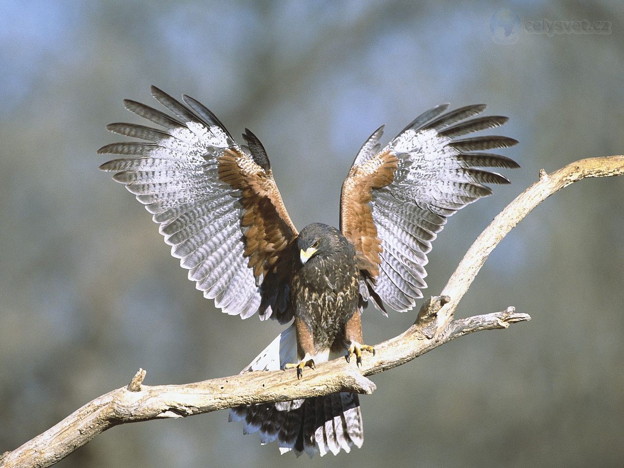 Foto: Harris Hawk, Arizona