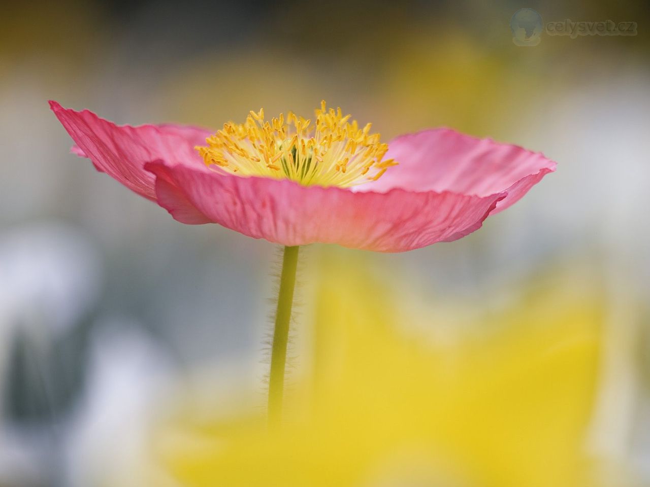 Foto: Single Poppy In Garden, Charleston, South Carolina