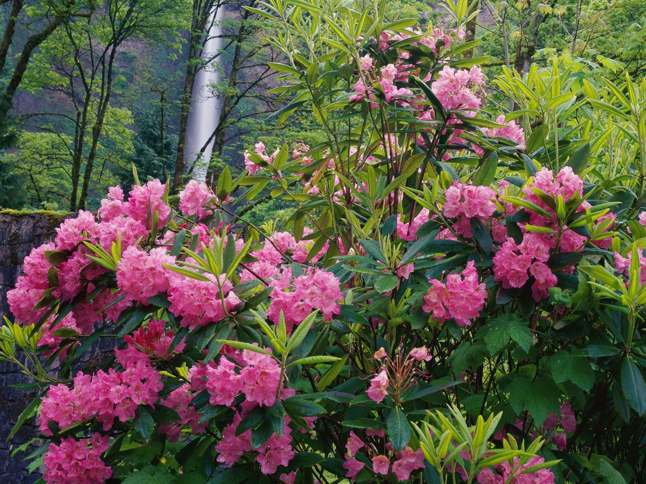 Foto: Rhododendrons And Multnomah Falls, Columbia River Gorge National Scenic Area, Oregon