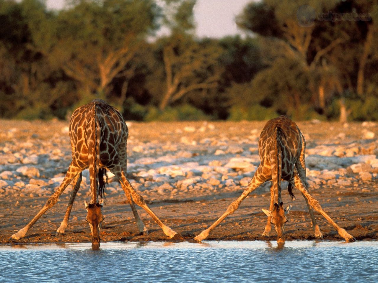 Foto: Thirsty Giraffes, Etosha National Park, Namibia