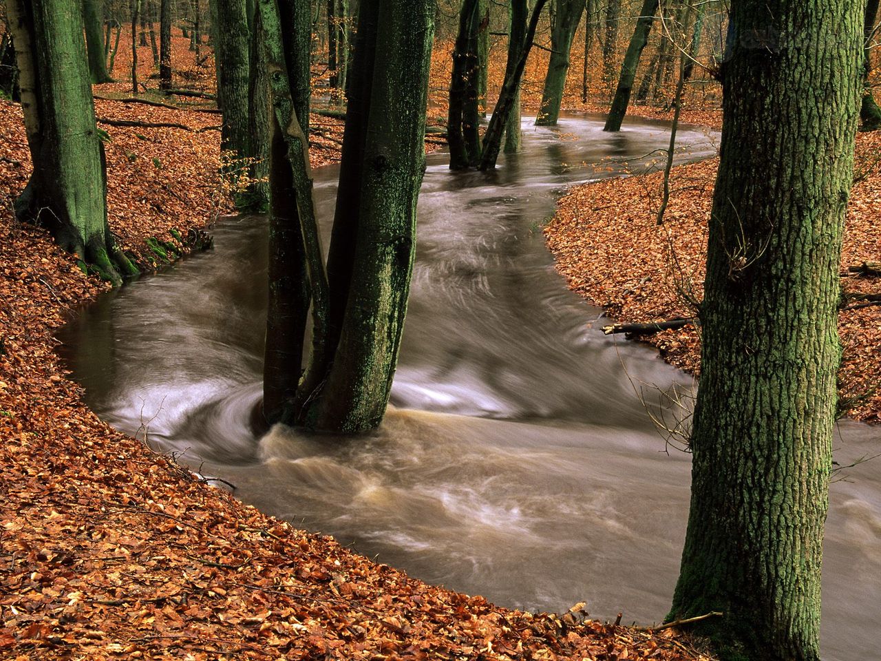 Foto: Seasonal Flood, Leuvenumse Bos, Veluwe Region, The Netherlands