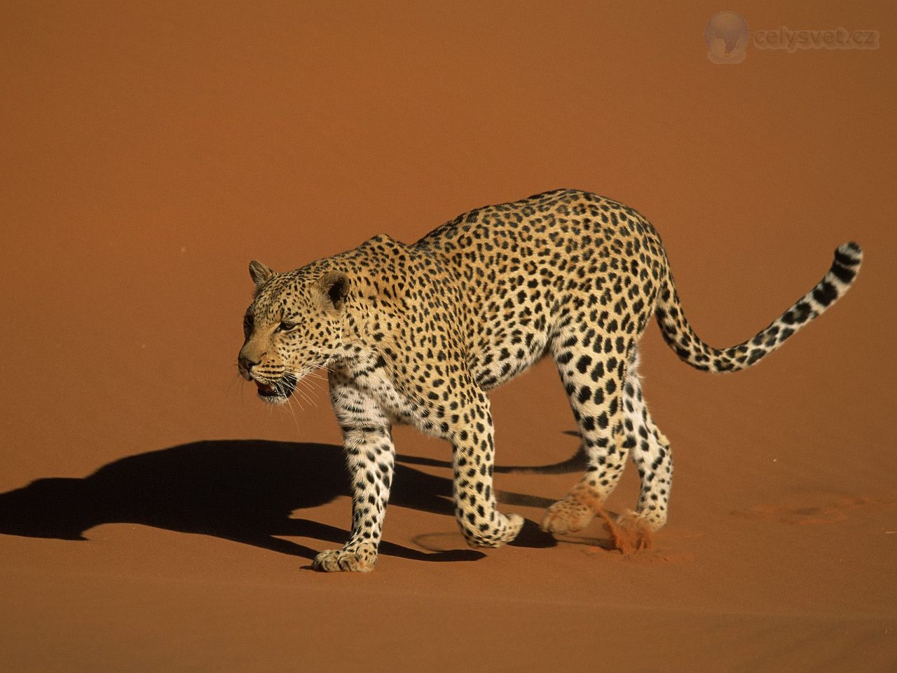 Foto: Leopard Walking Over Sand, Naukluft National Park, Namibia