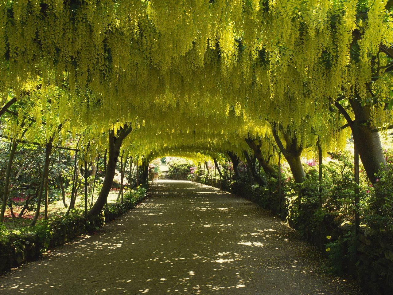 Foto: Laburnum Arch, Bodnant Garden, Gwynedd, Wales