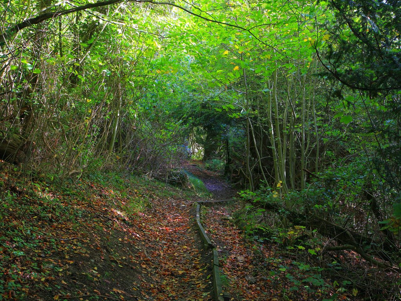 Foto: Between Dorking And Merstham On The North Downs Way, England