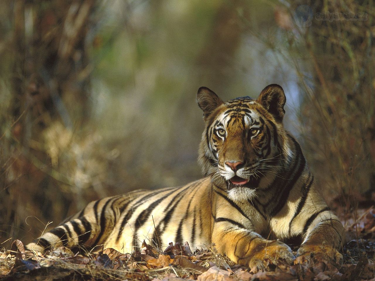 Foto: Bengal Tiger Resting, Bandhavgarh National Park, India
