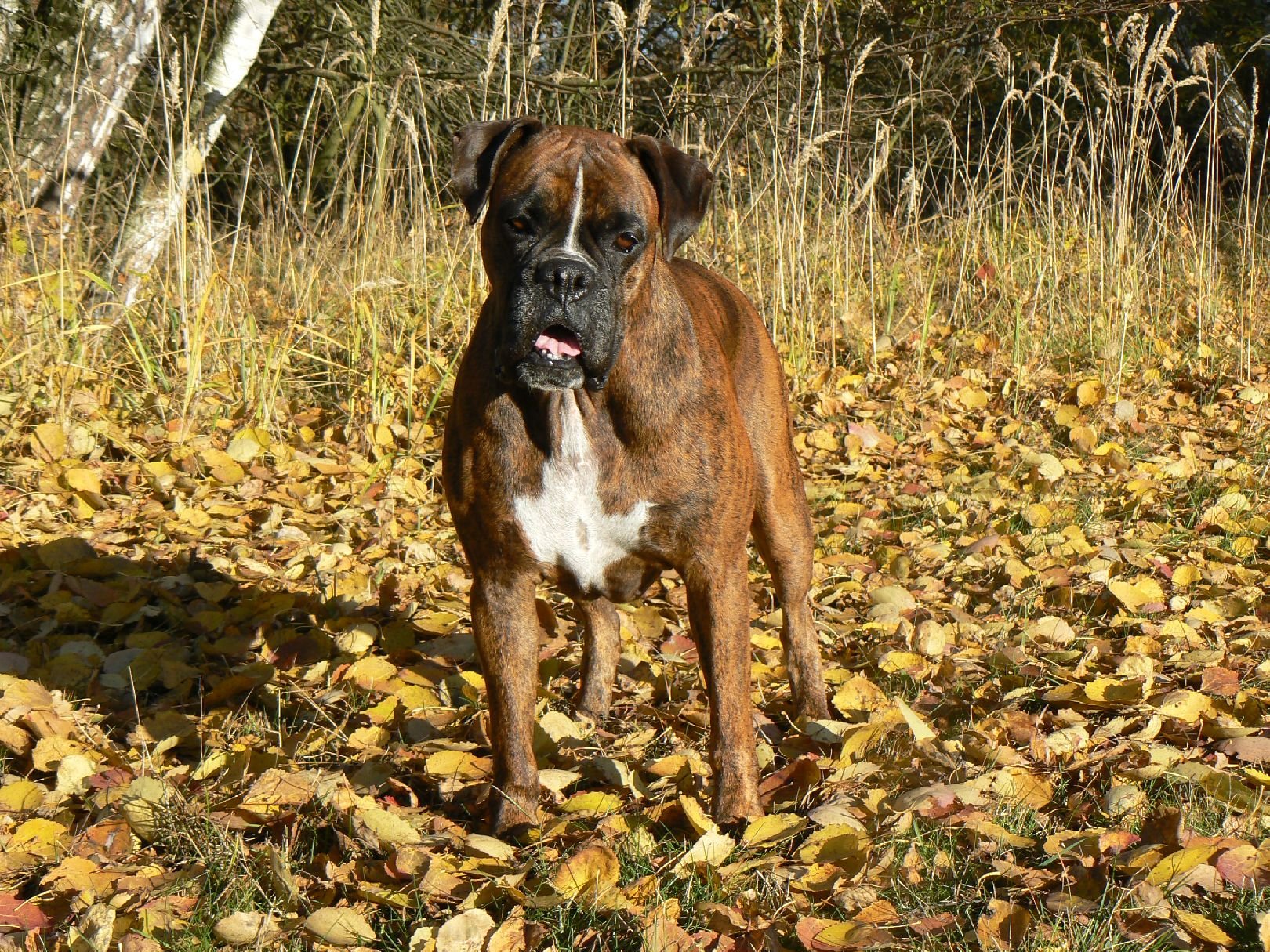 Foto: Blondy v podzimním slunci