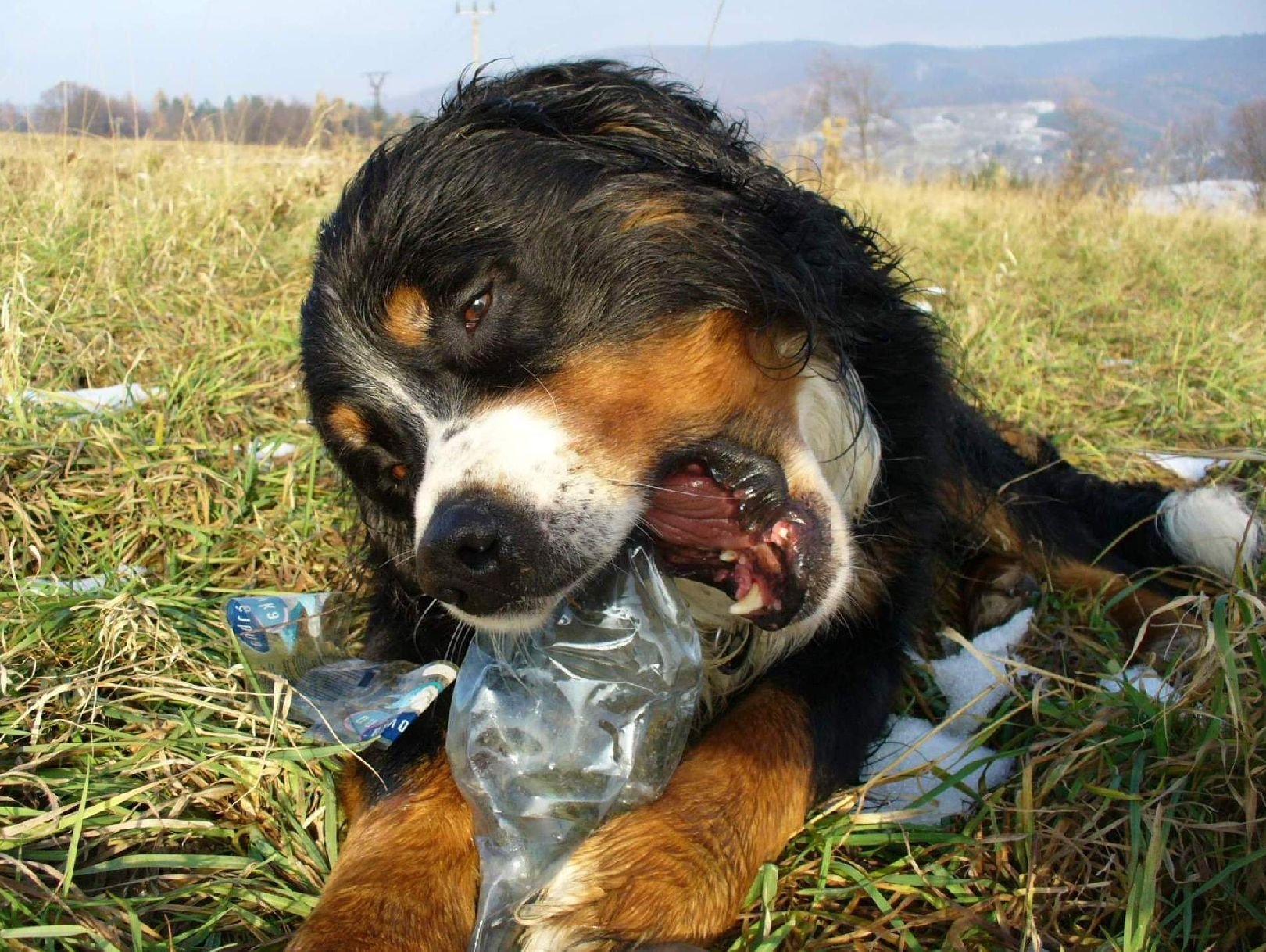 Foto: Petky v přírodě :-(