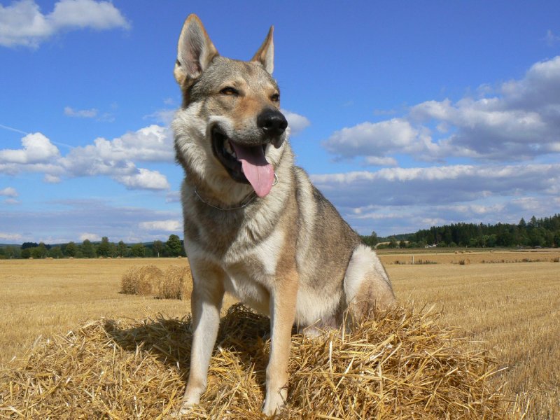 Foto: Na balíku slámy