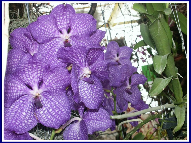 Foto: Krása orchideje.