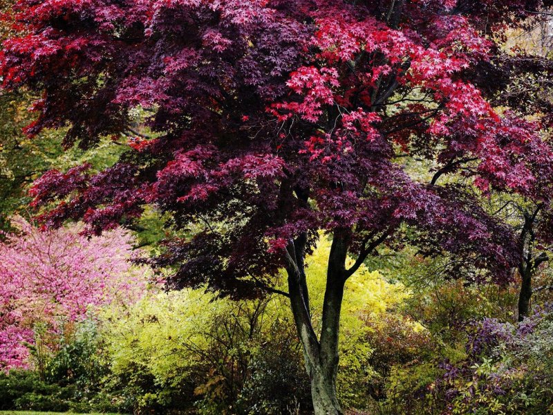 Foto: Vibrant Colors Of Autumn, New England