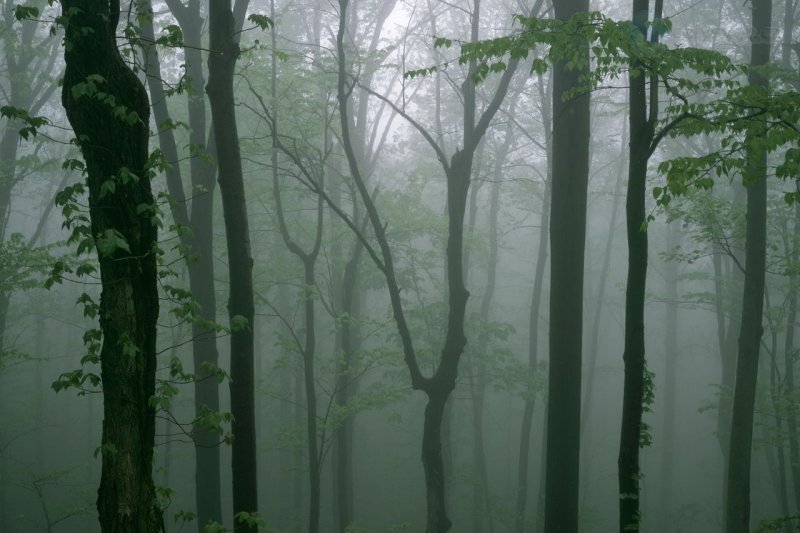 Foto: Foggy Morning Light Along Skyline Drive, Shenandoah National Park, Virginia