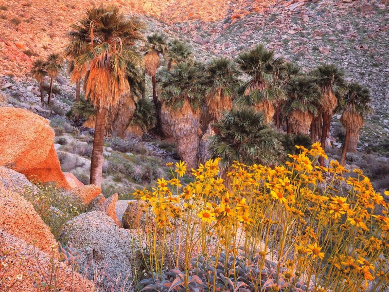 Foto: California Fan Palms And Brittlebush At Sunrise, Anza Borrego Desert State Park, California