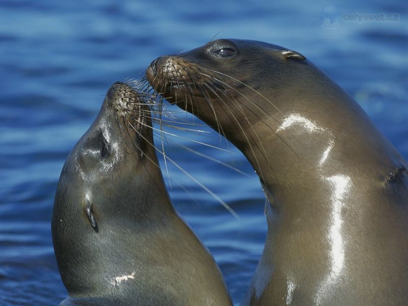 Foto: Galapagos Sea Lions, Punta Espinosa, Fernandina Island, Galapagos Islands