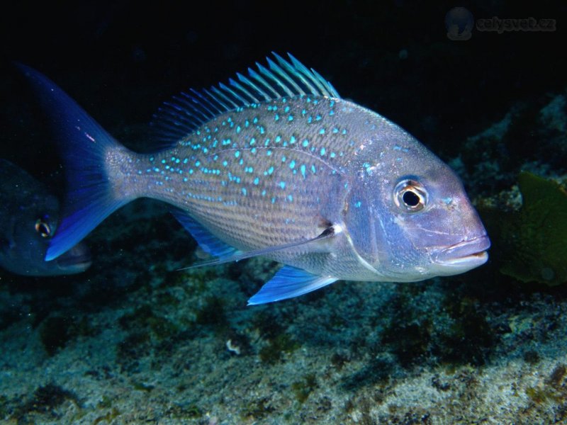 Foto: Small Snapper Off Goat Island, Auckland, New Zealand