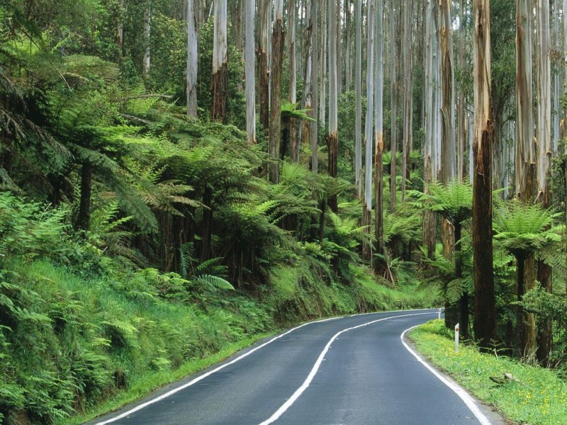 Foto: Road Through The Rainforest, Yarra Ranges National Park, Australia