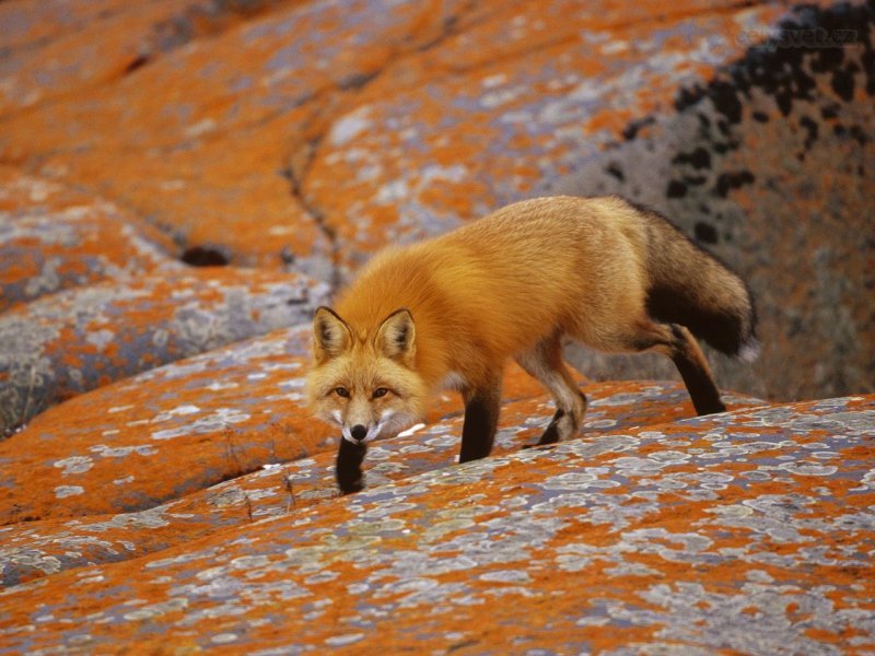 Foto: Red Fox Among Orange Lichen, Churchill, Manitoba, Canada