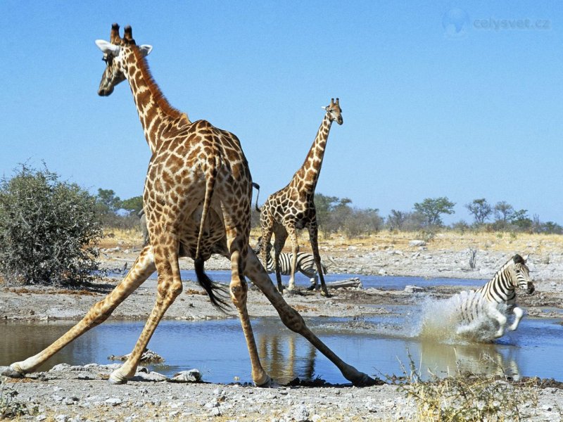Foto: Action At The Watering Hole, Etosha National Park Namibia