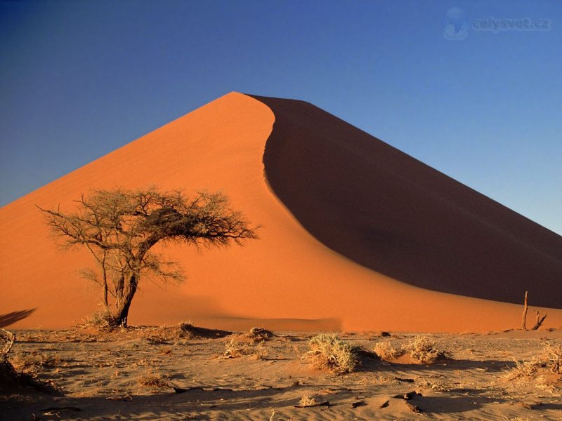 Foto: Sand Dunes And Acacia Tree, Namib Desert, Namibia