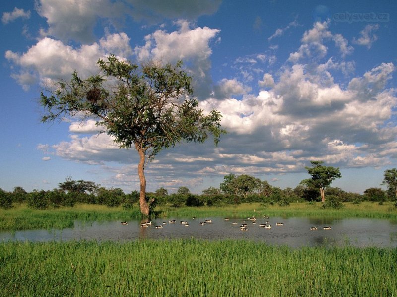 Foto: Comb Ducks On Lake, Savute Chobe National Park, Botswana