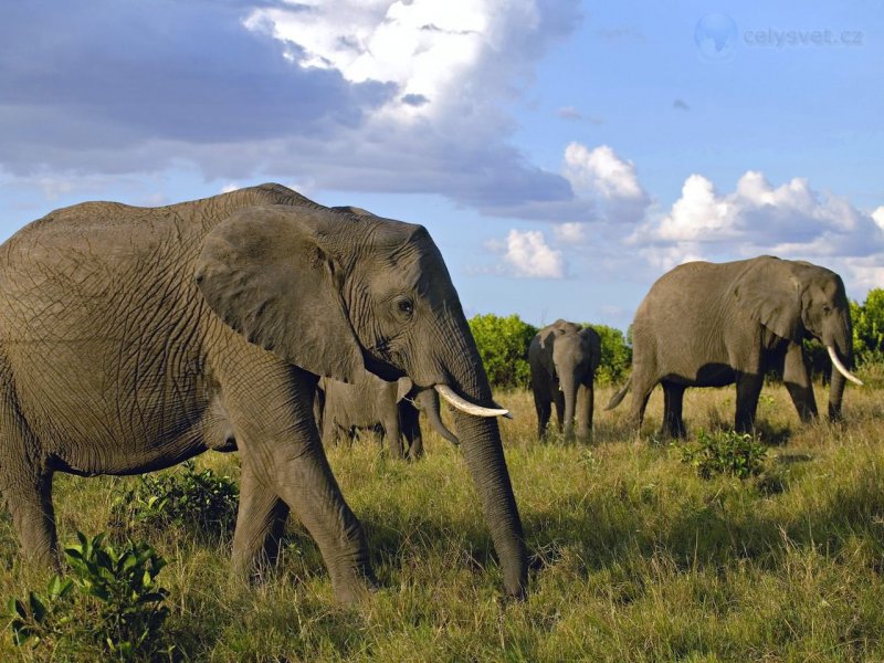 Foto: Herd Of African Elephants, Masai Mara Game Reserve, Kenya